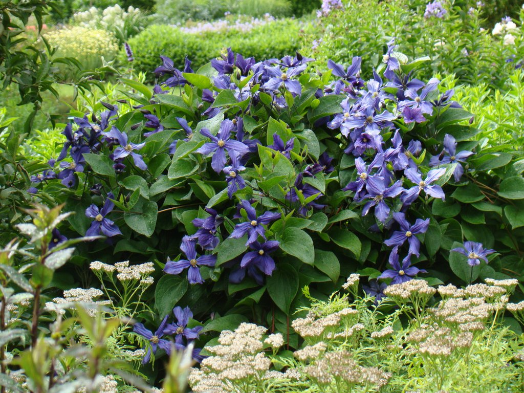 Clematis integrifolia 'Durandii'